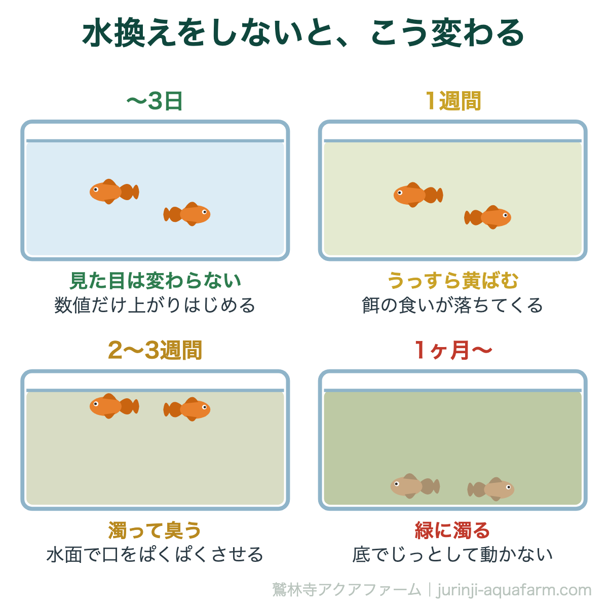 金魚の水換えをしないとどうなる｜水換えをしないと、こう変わる。見た目に出るころには、水質はとっくに悪くなっている。数値のほうが先に動く