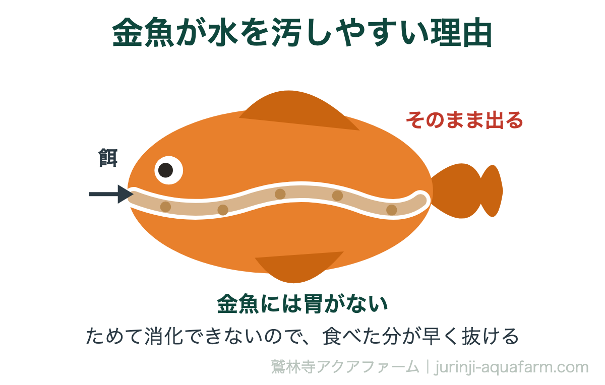 金魚が水を汚しやすい理由。胃を持たない魚なので、一度にたくさん与えると消化しきれずに出ていく