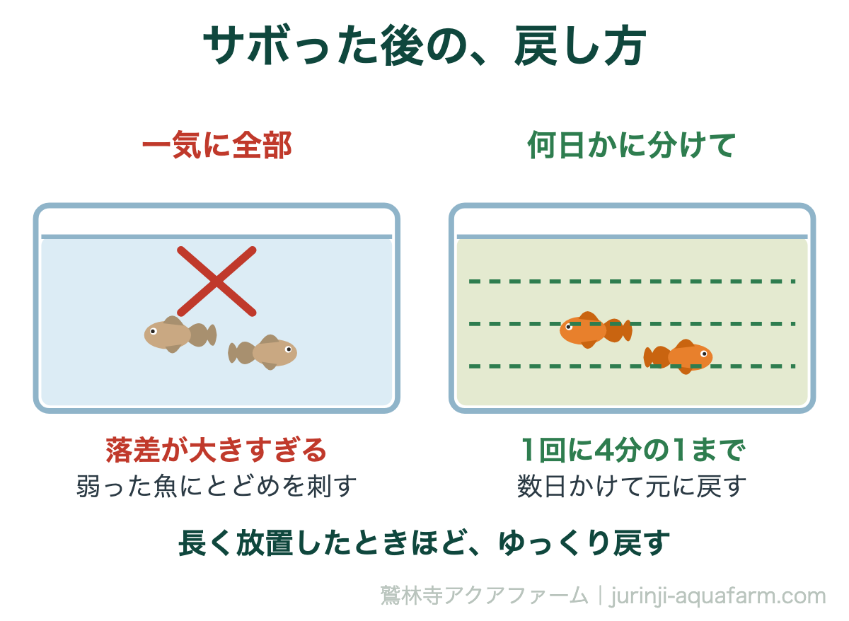 金魚の水換えをしないとどうなる｜サボった後の、戻し方。放置した水と新しい水は、水質がまるで違う。近づけるように少しずつ換える