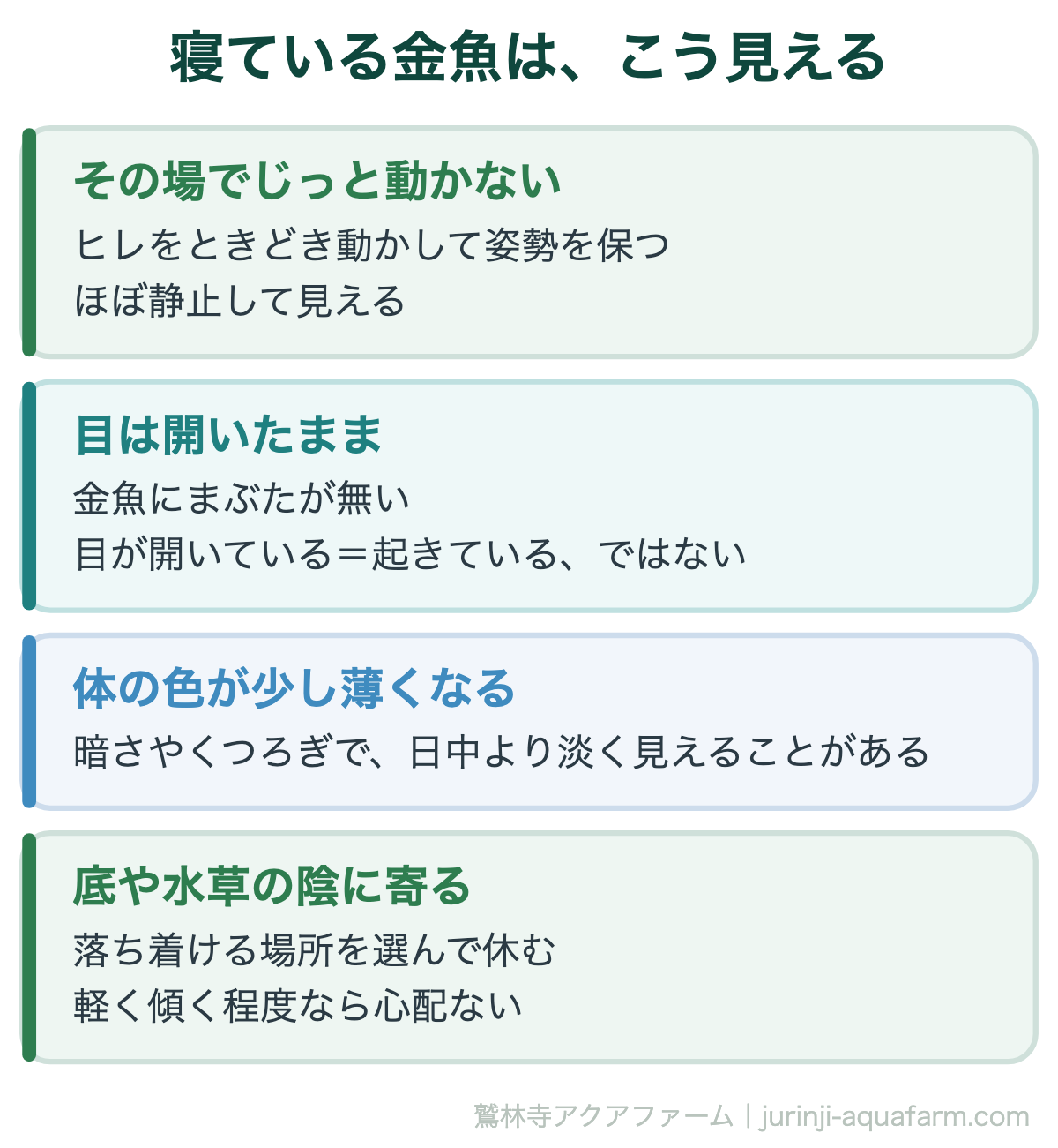 寝ている金魚は、こう見える。金魚は寝る