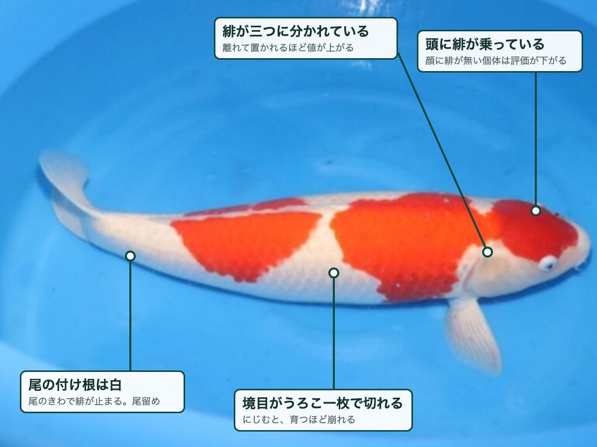 三段紅白の一例。頭に緋が乗り、緋が三つに分かれ、尾の付け根に白が残っている。