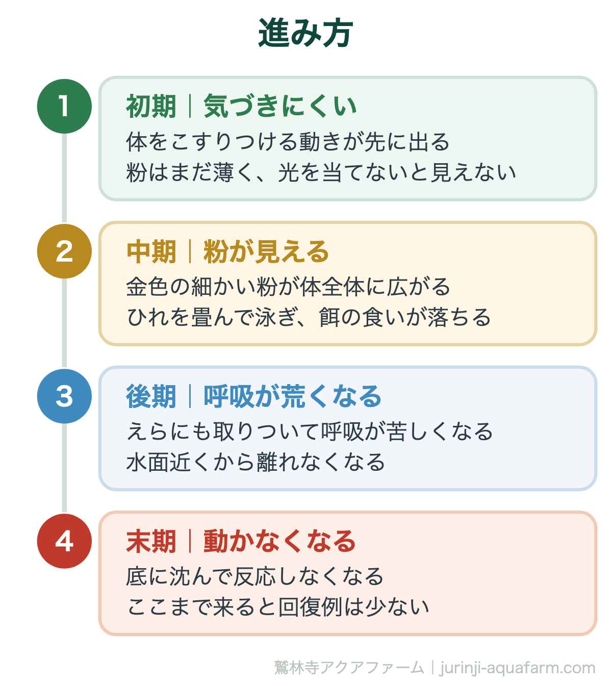 メダカのコショウ病は白点病より多い｜進み方。進みが速いのが厄介なところ。こすりつける動きの段階で気づけると間に合う
