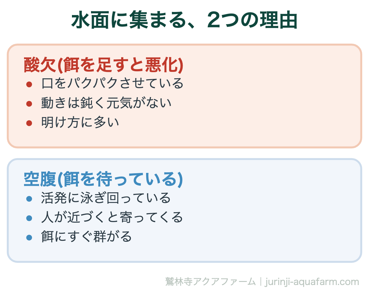 メダカの餌やり｜水面に集まる、2つの理由。同じ「水面に集まる」でも中身は正反対です。酸欠のときに餌を足すと、食べ残しで水がさらに汚れます