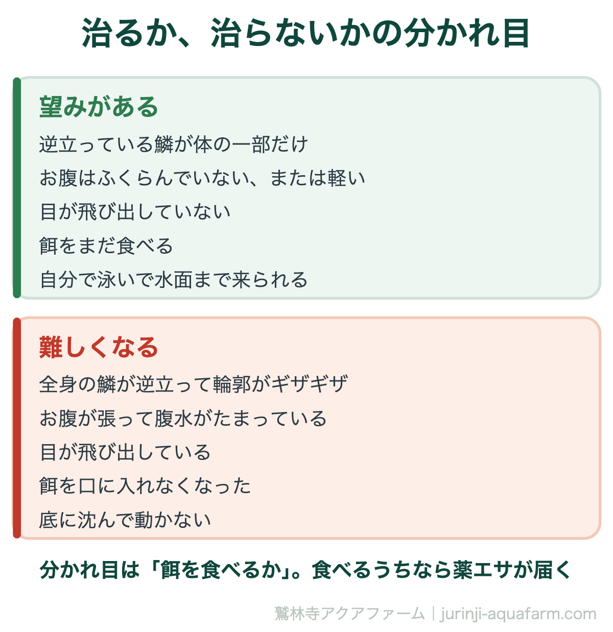 メダカの松かさ病は治る｜治るか、治らないかの分かれ目。松かさは体の中の病気。薬を届ける道が餌しかないので、食欲が期限になる