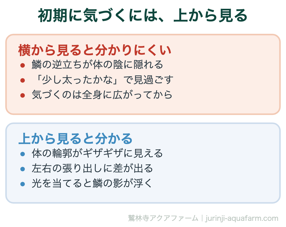 メダカの松かさ病は治る｜初期に気づくには、上から見る。容器の上から覗くのが早期発見の要点。横からでは初期を見逃す