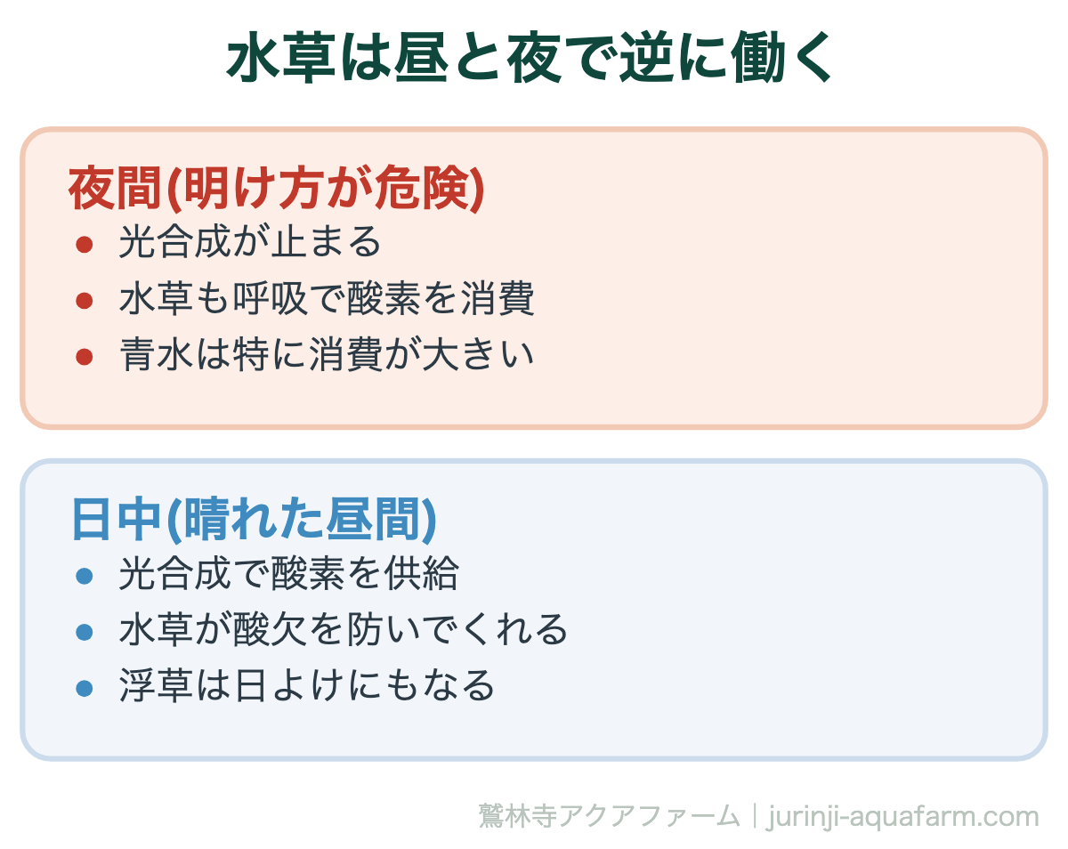 メダカにエアレーションはいらない｜水草は昼と夜で逆に働く。「水草を入れたから安心」とは言い切れません。水草が多いほど、夜間の消費も大きくなります