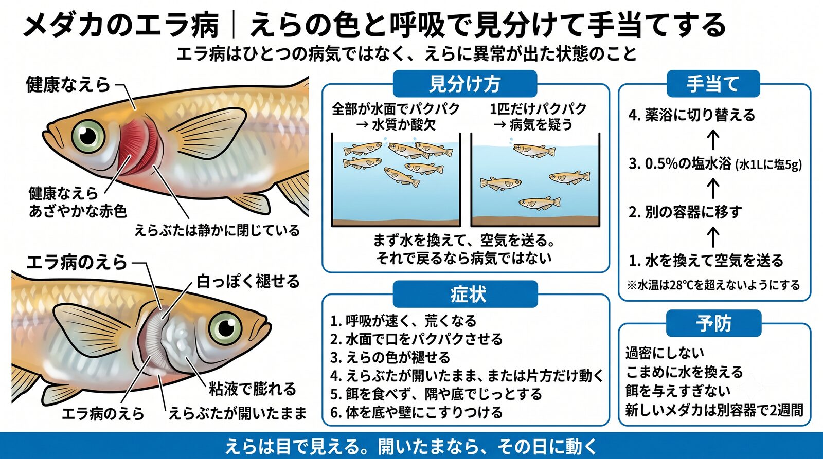 メダカのエラ病の見分け方。健康なえらはあざやかな赤色でえらぶたは静かに閉じているが、エラ病では白っぽく褪せ粘液で膨れ、えらぶたが開いたままになる。全部が水面でパクパクなら水質か酸欠、1匹だけなら病気を疑う