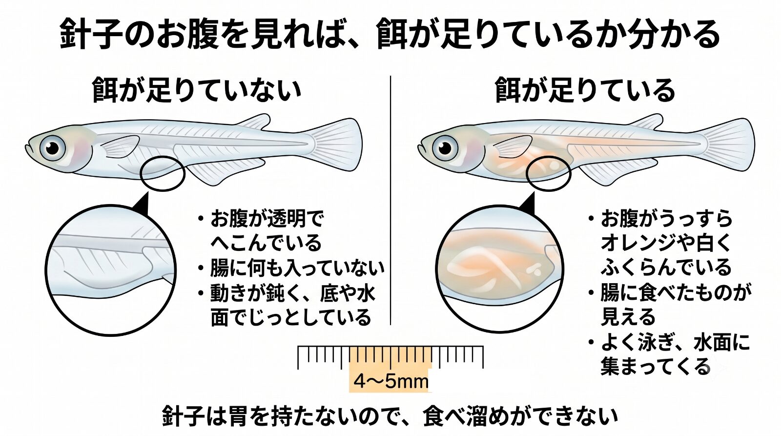 メダカの針子のお腹で餌が足りているかを見分ける。餌が足りていないとお腹が透明でへこみ腸に何も入っていない。足りているとお腹がうっすらオレンジや白くふくらむ