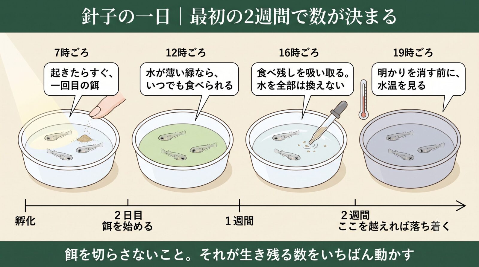 メダカの針子の一日。最初の2週間の餌やりと水換えの流れ
