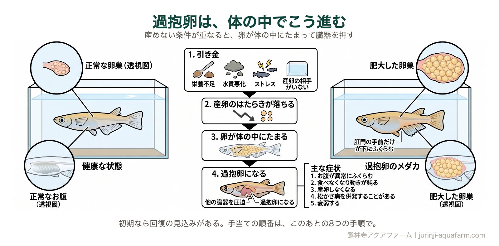 メダカの過抱卵が進むしくみ。栄養不足・水質悪化・ストレス・産卵の相手がいないことが引き金になり、産卵のはたらきが落ちて卵が体の中にたまり、肥大した卵巣が他の臓器を圧迫する