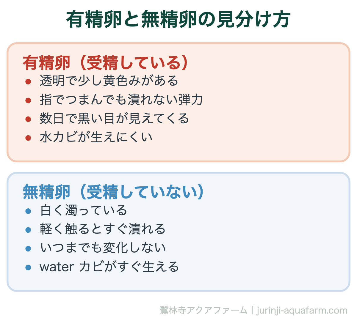 メダカの有精卵と無精卵の見分け方。有精卵は透明で弾力があり数日で黒い目が見えてくる。無精卵は白く濁ってすぐ潰れ、いつまでも変化しない。水カビの温床になるのでその日のうちに取り除く