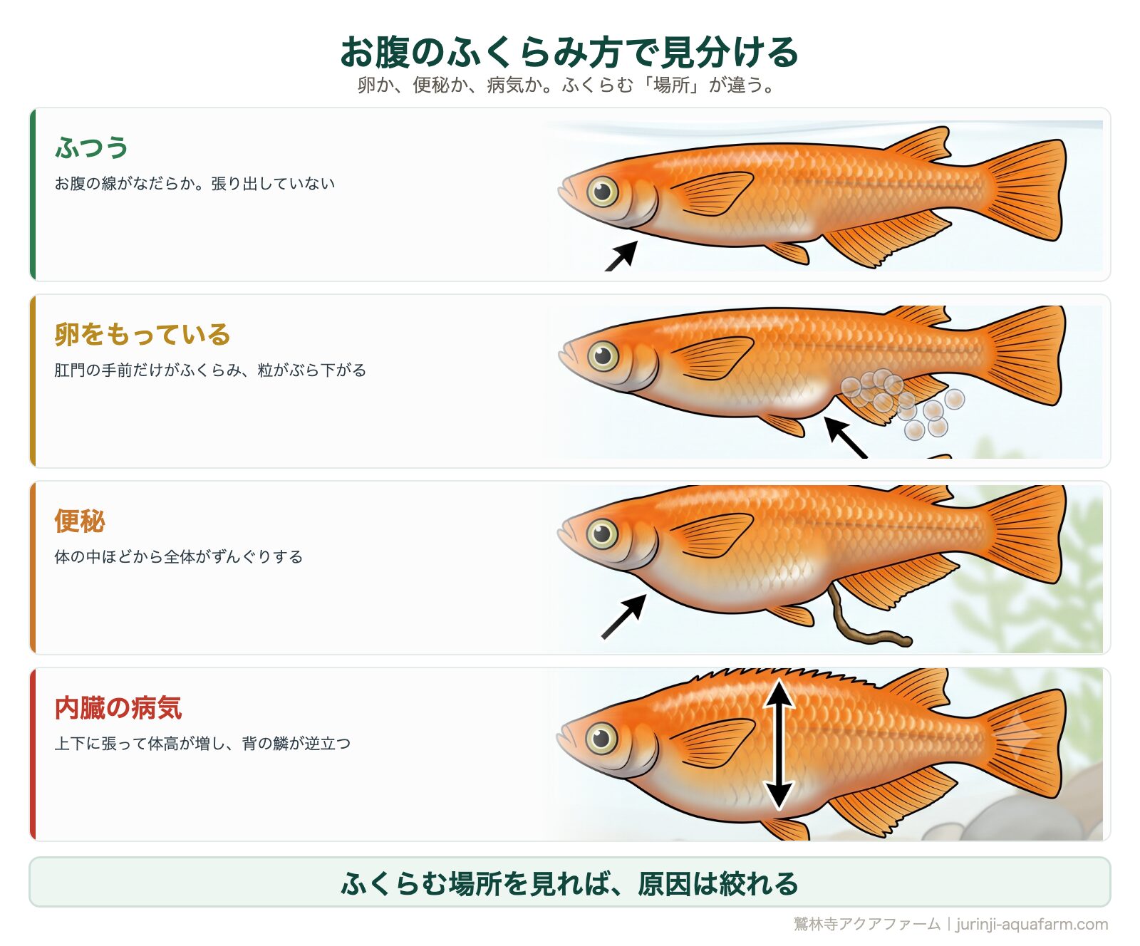 メダカのお腹のふくらみ方4種の見分け方。ふつうは腹の線がなだらか、卵は肛門の手前だけがふくらみ粒がぶら下がる、便秘は体の中ほどから全体がずんぐり、内臓の病気は上下に張って背の鱗が逆立つ