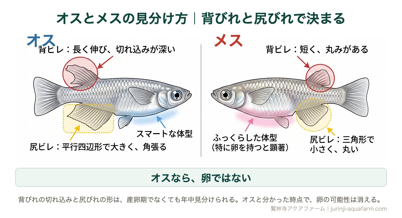 メダカのオスとメスの見分け方。オスは背びれに深い切れ込みがあり尻びれが大きい平行四辺形、メスは背びれが短く丸く尻びれは小さい三角形