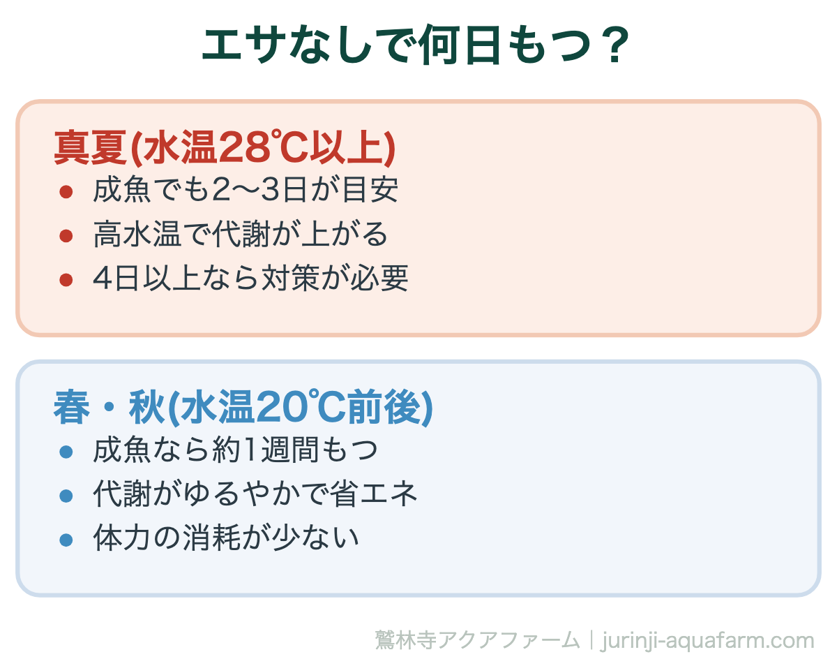 メダカはエサなしで何日もつ｜エサなしで何日もつ？。同じメダカでも、水温が高いほど早くお腹がすきます。「1週間平気」は涼しい季節の話で、真夏はその半分以下と考えてください