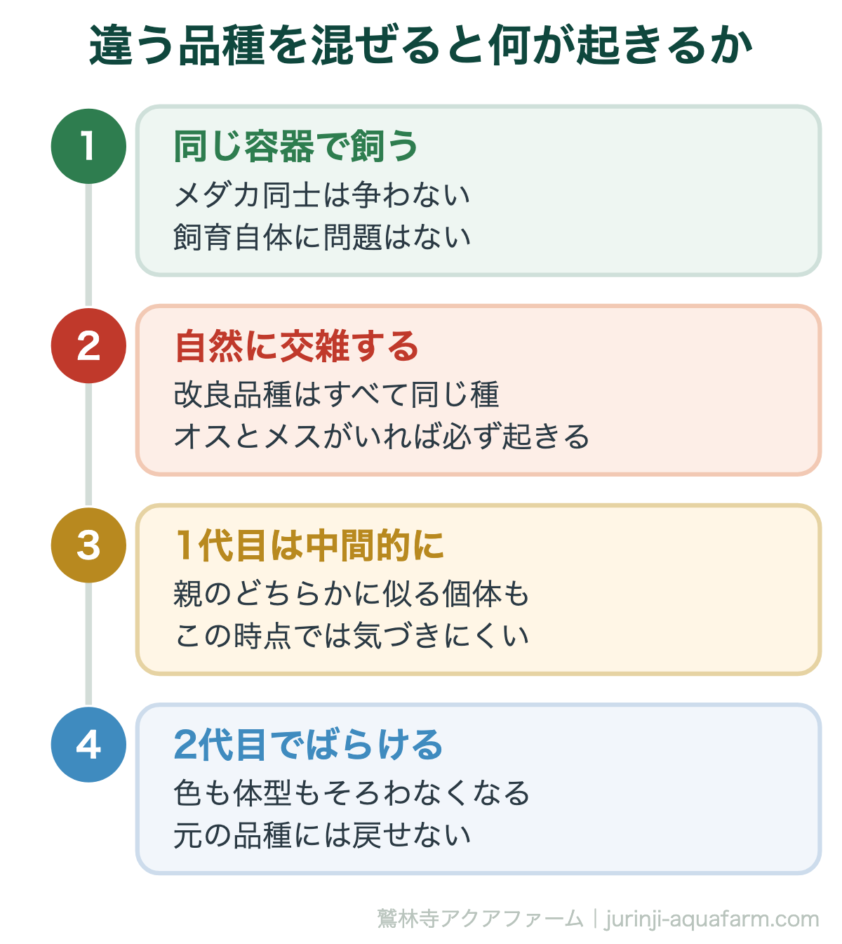 違う品種を混ぜると何が起きるか。違う種類のメダカは混ぜてもOK