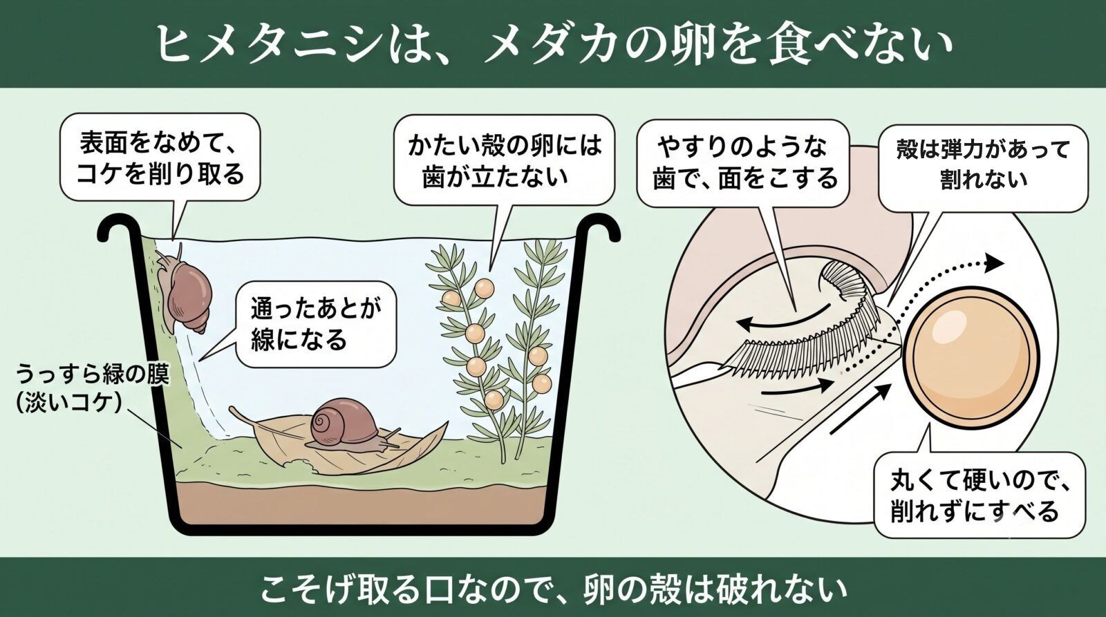 ヒメタニシはメダカの卵を食べない。こそげ取る口なので卵の殻は破れない