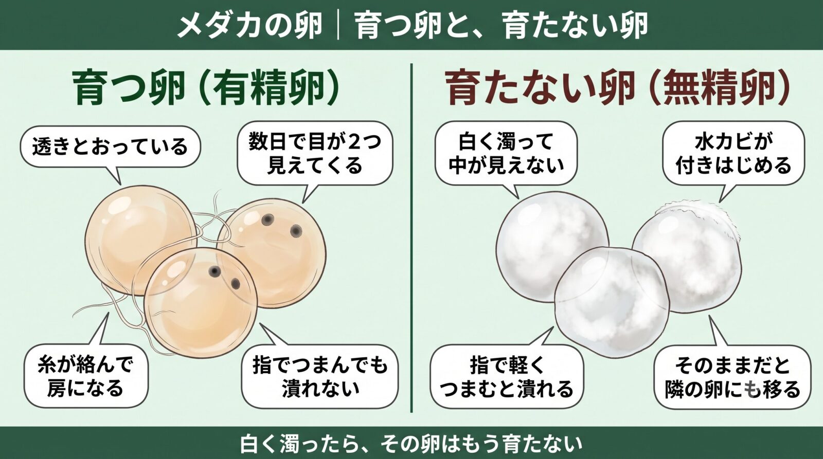 メダカの卵の見分け方。育つ卵（有精卵）は透きとおり、育たない卵（無精卵）は白く濁る
