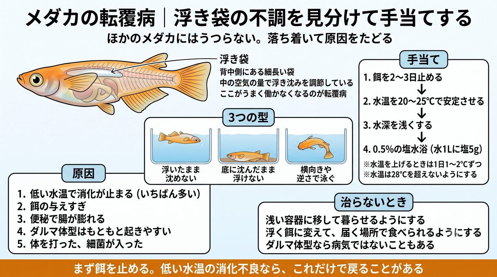 メダカの転覆病。背中側の浮き袋の空気の量で浮き沈みを調節しており、ここが働かなくなると浮いたまま沈めない・底に沈んだまま浮けない・横向きや逆さで泳ぐの3つの型が出る。ほかのメダカにはうつらない