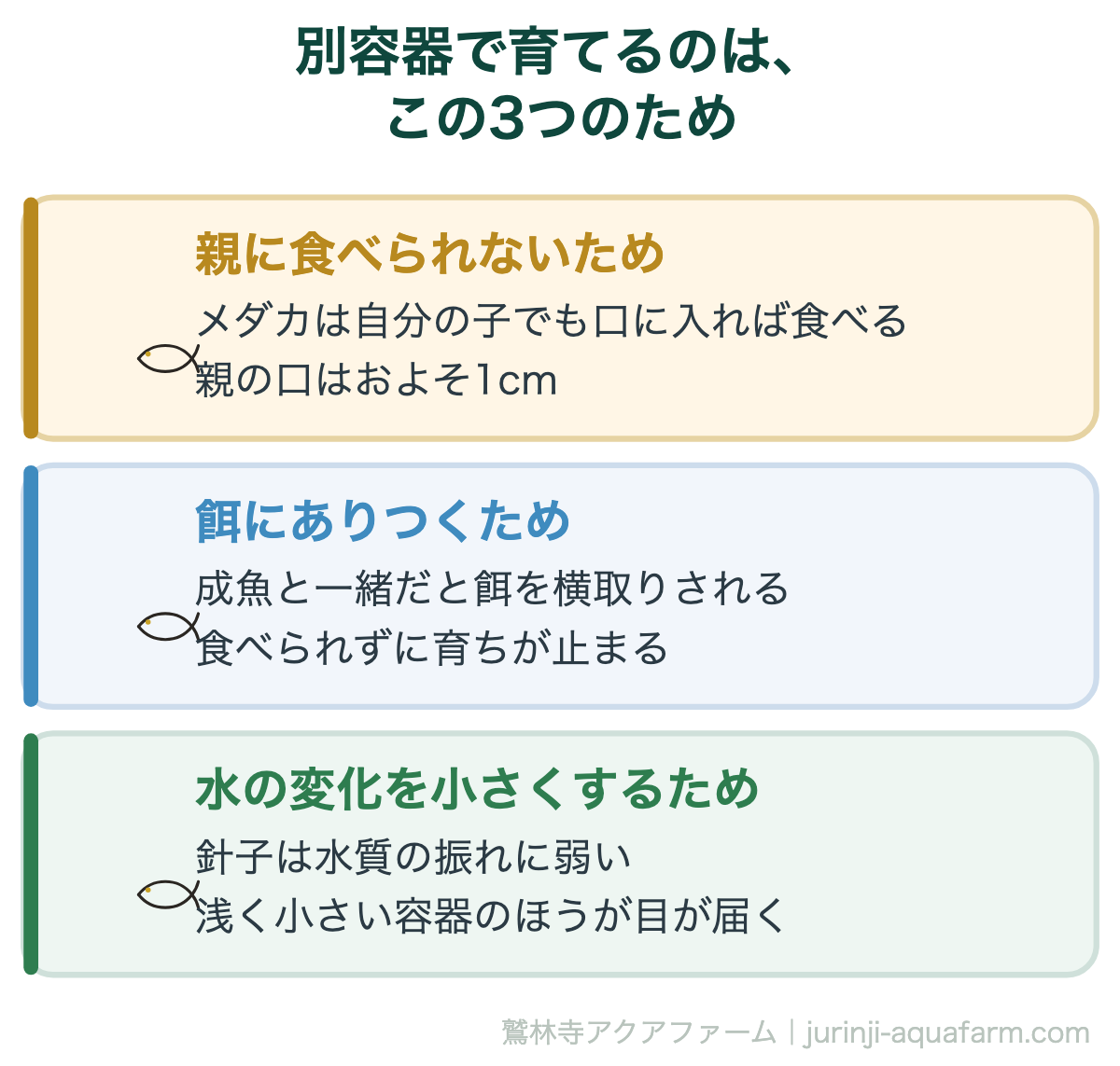 メダカの稚魚を別容器で育てる3つの理由。親に食べられる・餌が取れない・水質に弱い