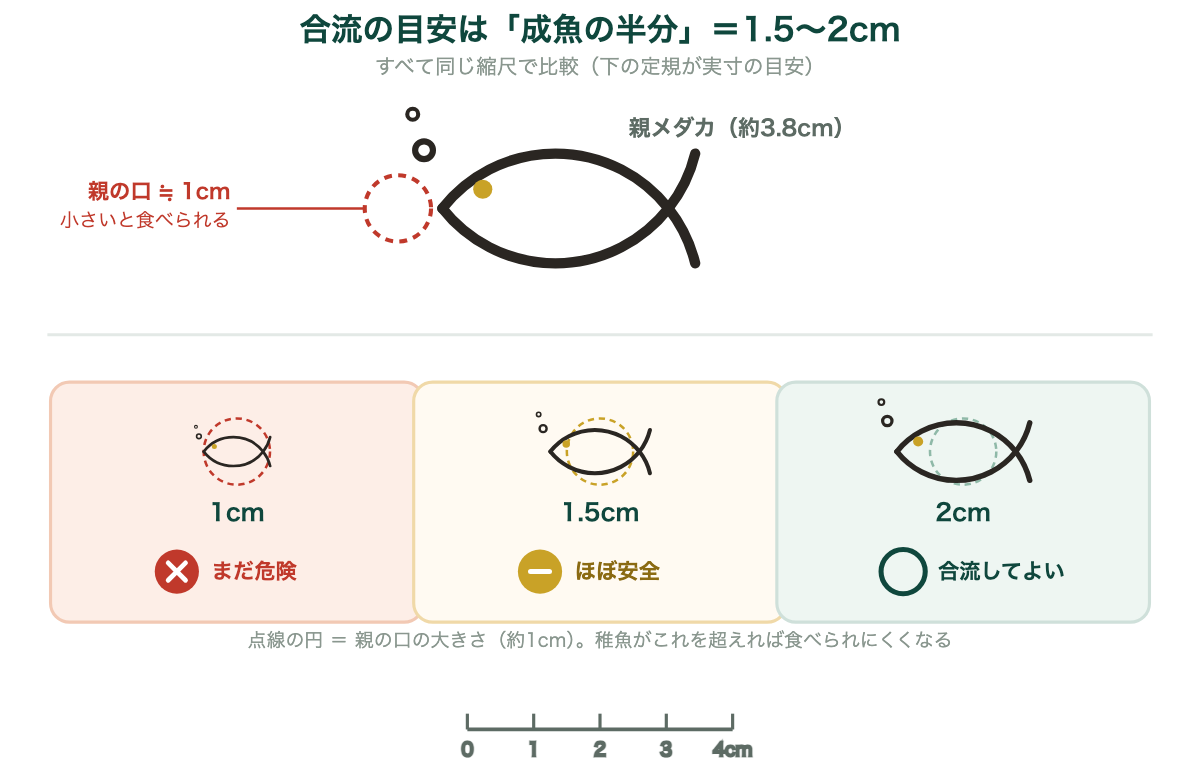 メダカの稚魚と親メダカの大きさ比較。親の口は約1cm、合流の目安は体長1.5cm