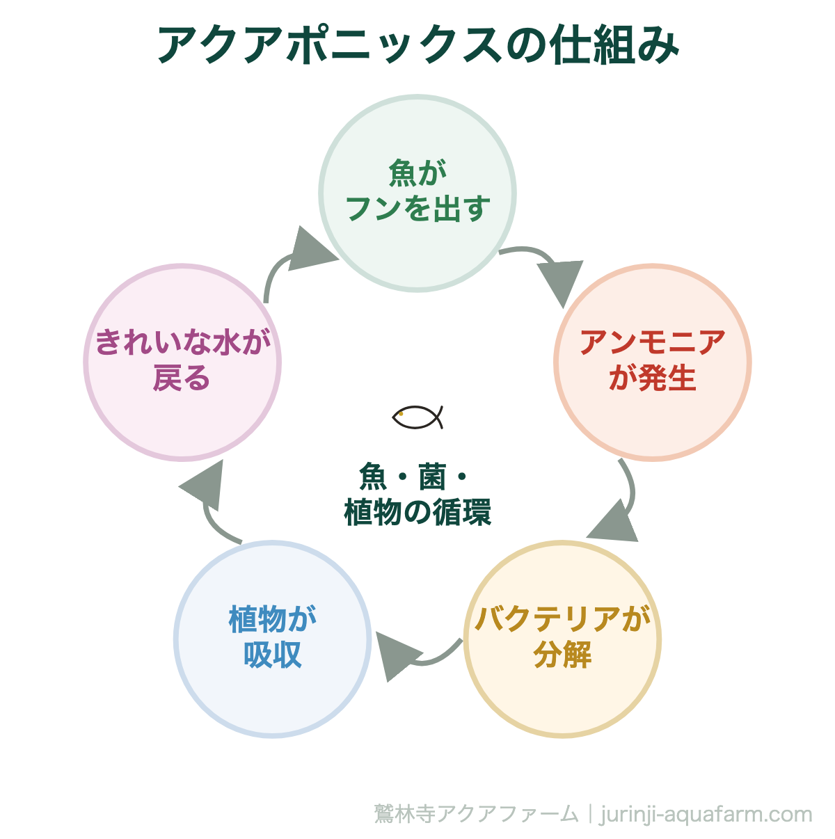 アクアポニックスの仕組み。アクアポニックスとは