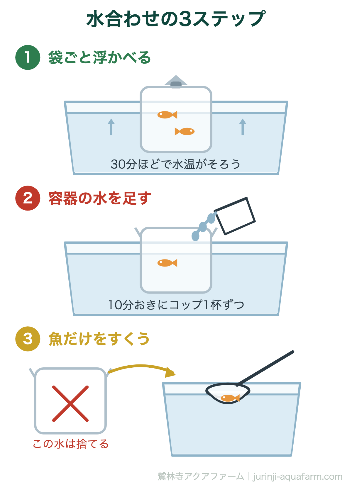 メダカの水合わせと立ち上げ｜水合わせの3ステップ。袋の水は最後まで容器に入れません。魚だけを網ですくって移すのが、いちばん大事なところです