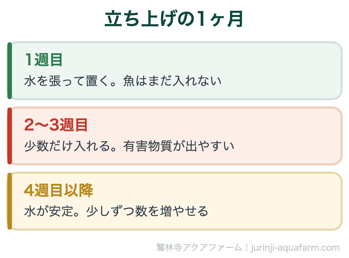 メダカの水合わせと立ち上げ｜立ち上げの1ヶ月。ろ過バクテリアが働きだすまで、およそ4週間かかります。この間は2〜3日に1回、3分の1の水換えを