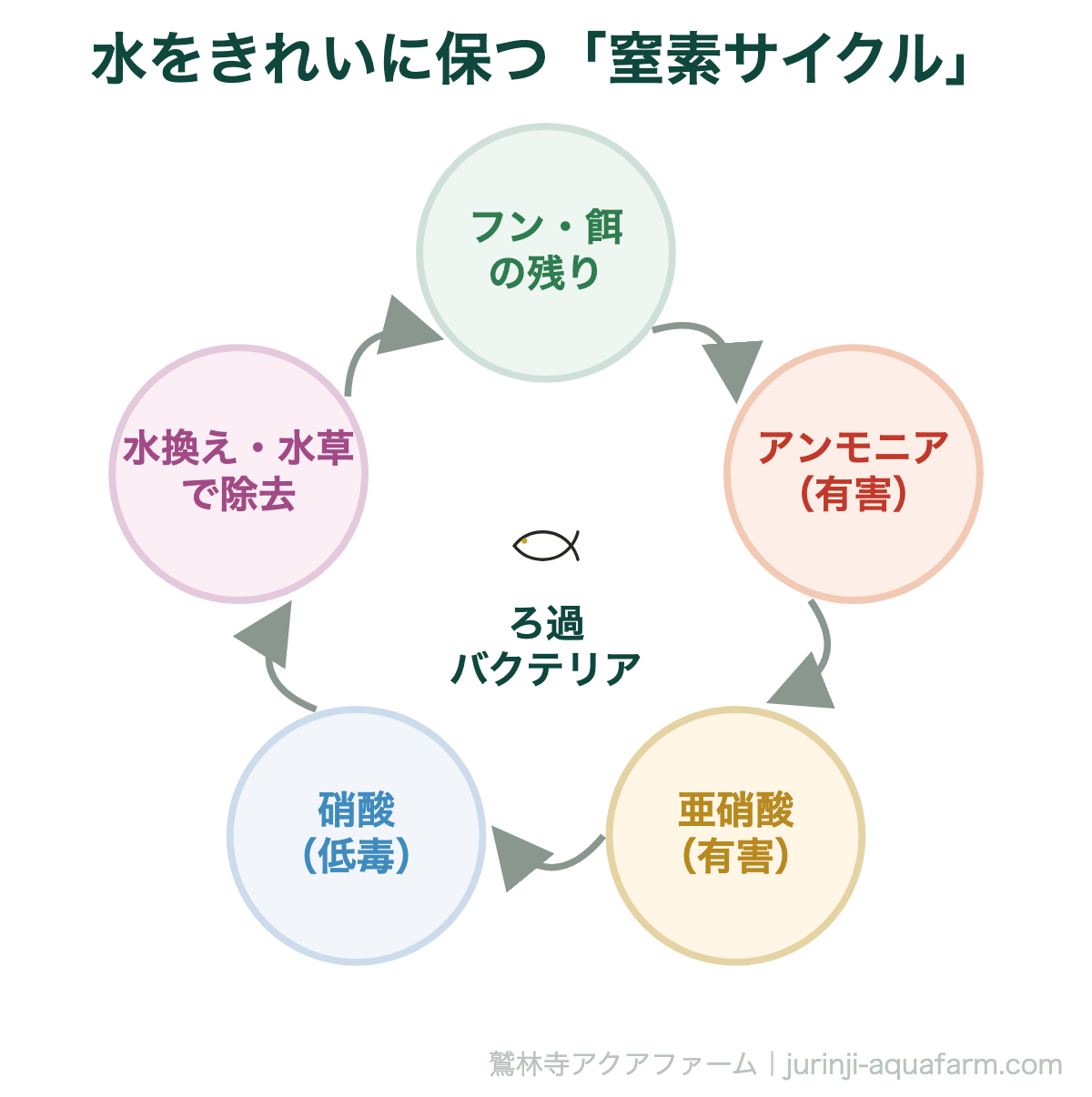 メダカの【水換え後に弱る】5つの理由！正しい対処法＆水換えのコツ｜水をきれいに保つ「窒素サイクル」。ろ過バクテリアが有害なアンモニアを段階的に分解します。水換えしすぎるとこの菌まで減り、かえって水が不安定になります