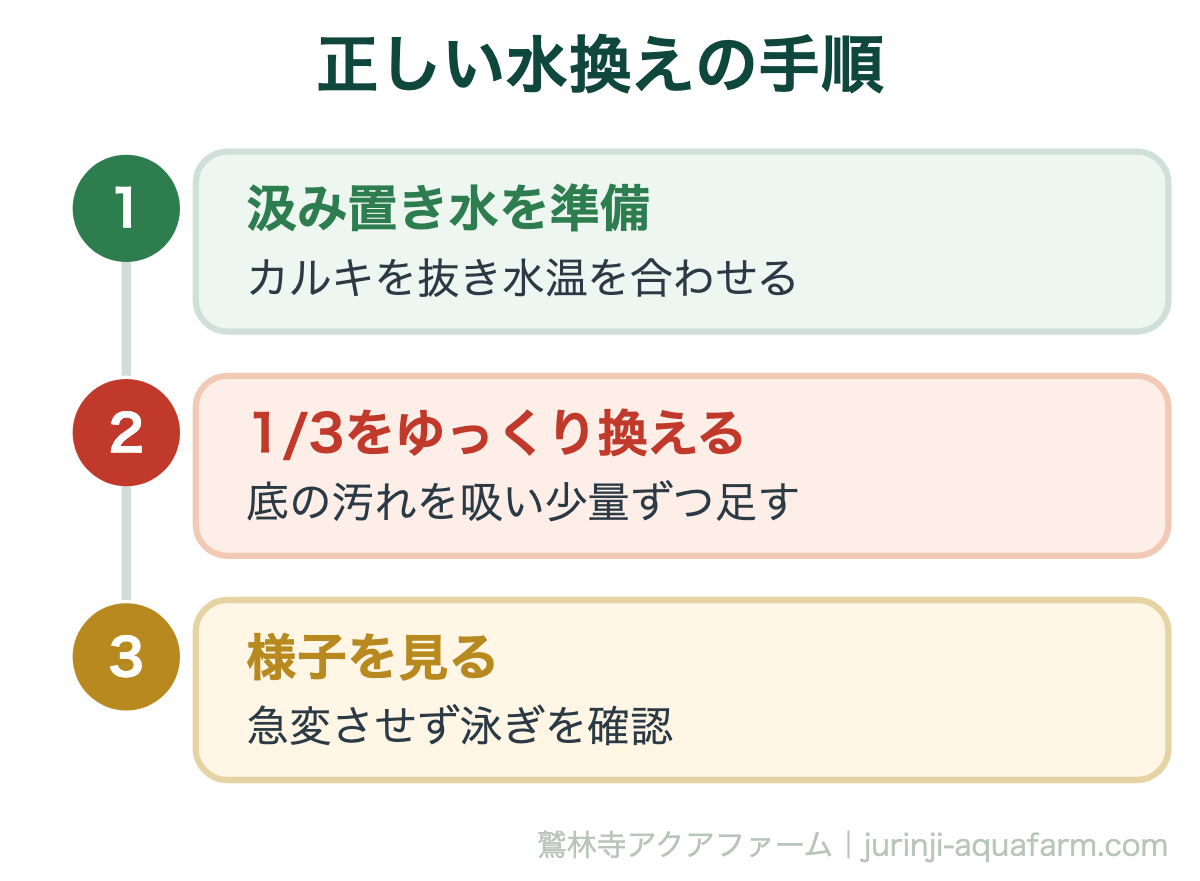 メダカの【水換え後に弱る】5つの理由！正しい対処法＆水換えのコツ｜正しい水換えの手順。全量を一度に替えず、1/3程度の部分換水が基本。カルキ抜き・水温合わせ・少量ずつ、が失敗しないコツです