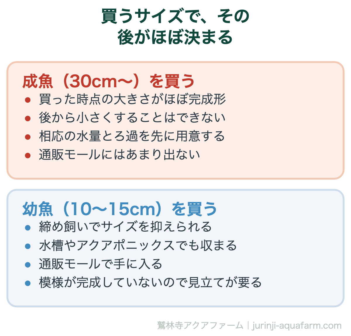 錦鯉はどこで買う｜買うサイズで、その後がほぼ決まる