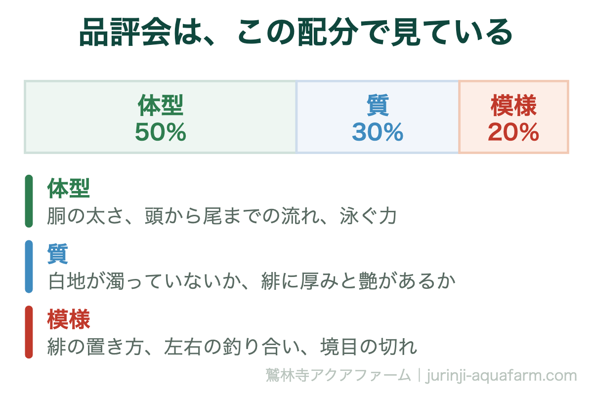 品評会は、この配分で見ている。錦鯉の高い柄の見分け方