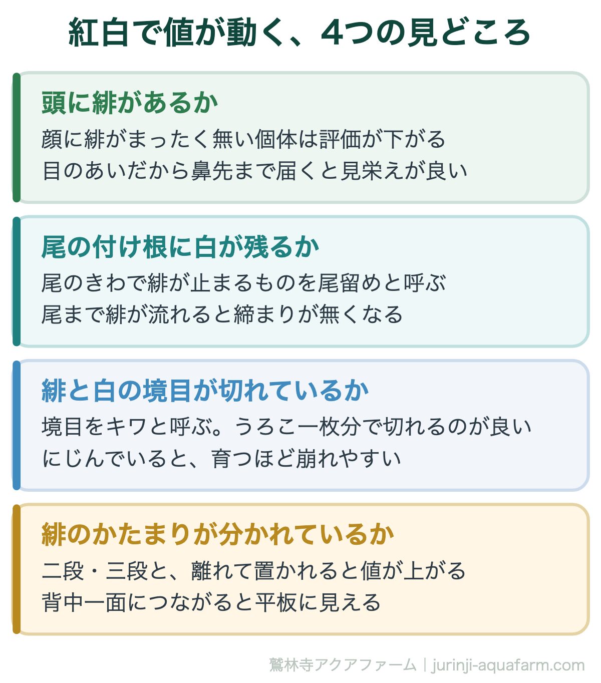 紅白で値が動く、4つの見どころ。錦鯉の高い柄の見分け方