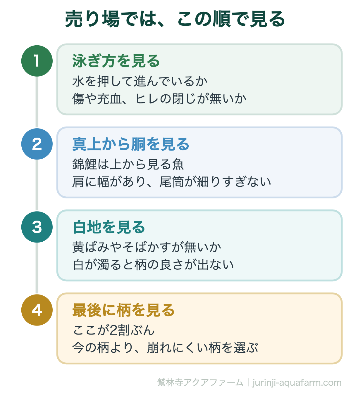 売り場では、この順で見る。錦鯉の高い柄の見分け方