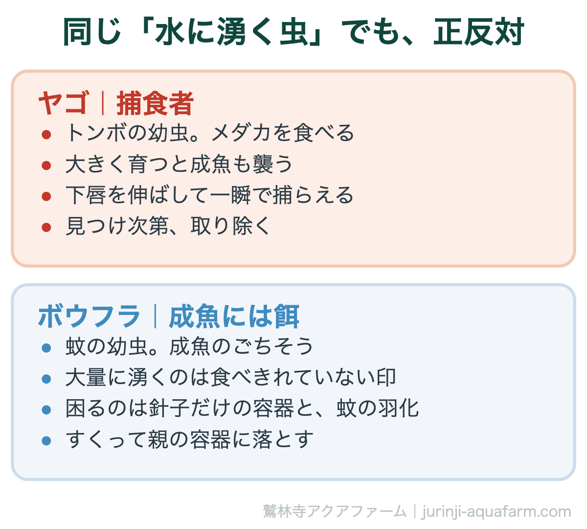 メダカのヤゴ・ボウフラ対策|同じ「水に湧く虫」でも、正反対。ヤゴは全力で排除、ボウフラは上手に付き合う。ここを取り違えると手が空回りする