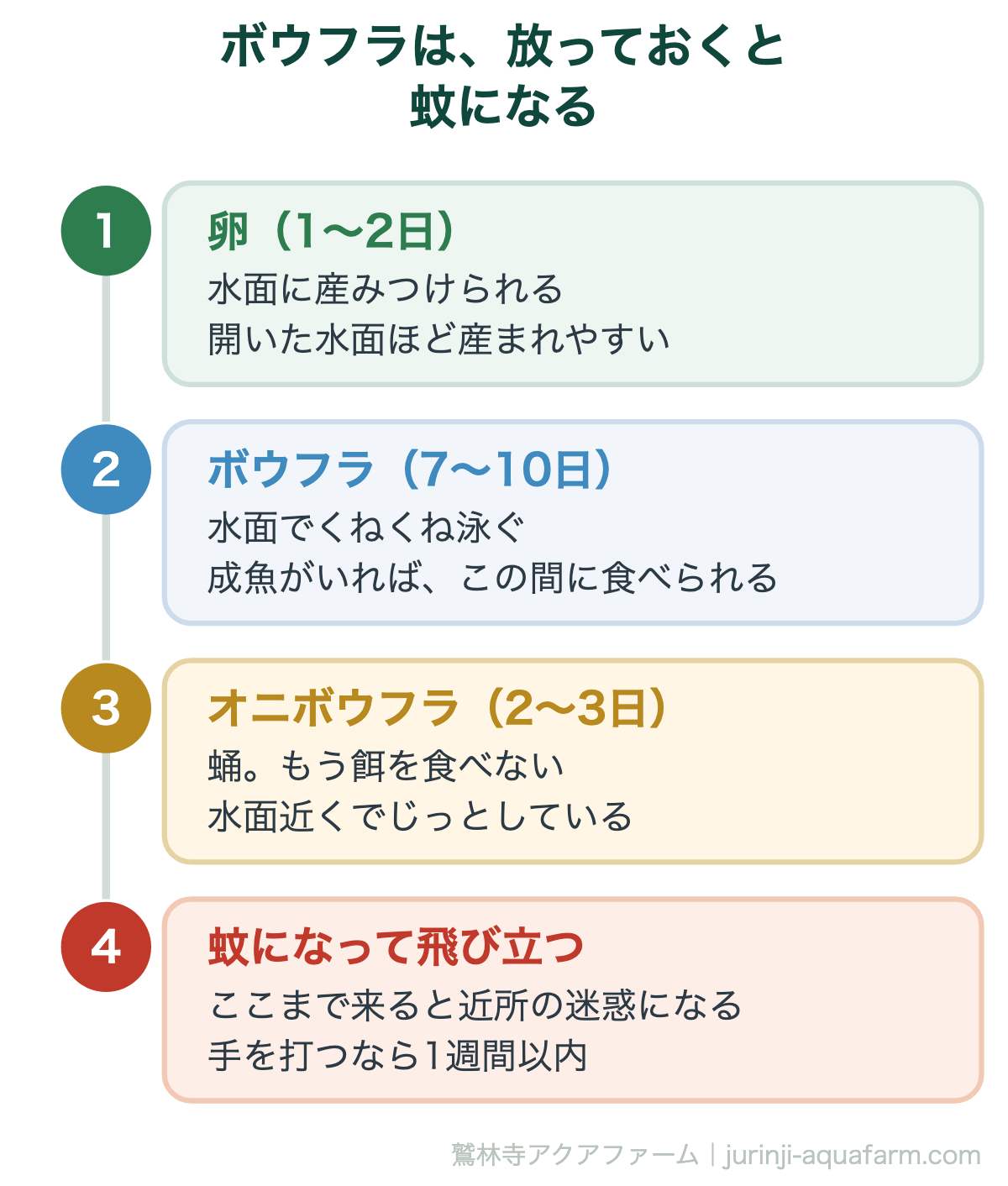 メダカのヤゴ・ボウフラ対策|ボウフラは、放っておくと蚊になる。幼虫から蚊まで、夏なら1〜2週間。週に一度のぞいていれば間に合う
