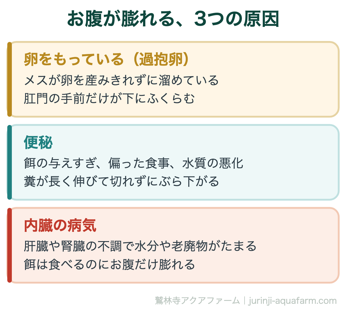 メダカのお腹が膨れる3つの原因。まずオスかメスかを見て、オスなら卵の可能性は消える。残るのは便秘と内臓の病気。ふくらむ場所が違い、卵は後ろだけ、便秘は中ほど、病気は上下に張る