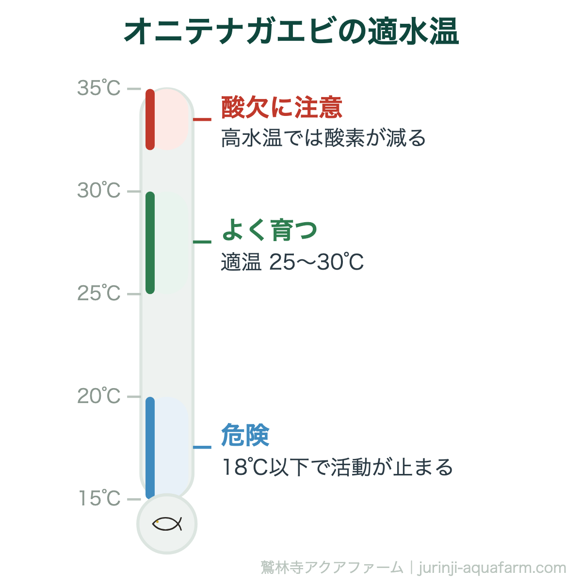 オニテナガエビの飼育方法｜オニテナガエビの適水温。熱帯性のエビなので、日本の屋外では冬を越せません。ヒーターかビニール温室での加温が前提になります