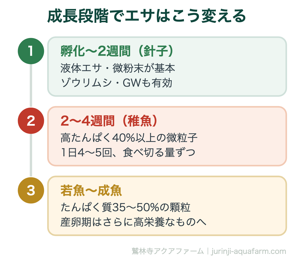 成長段階でエサはこう変える。メダカのエサ選び完全ガイド