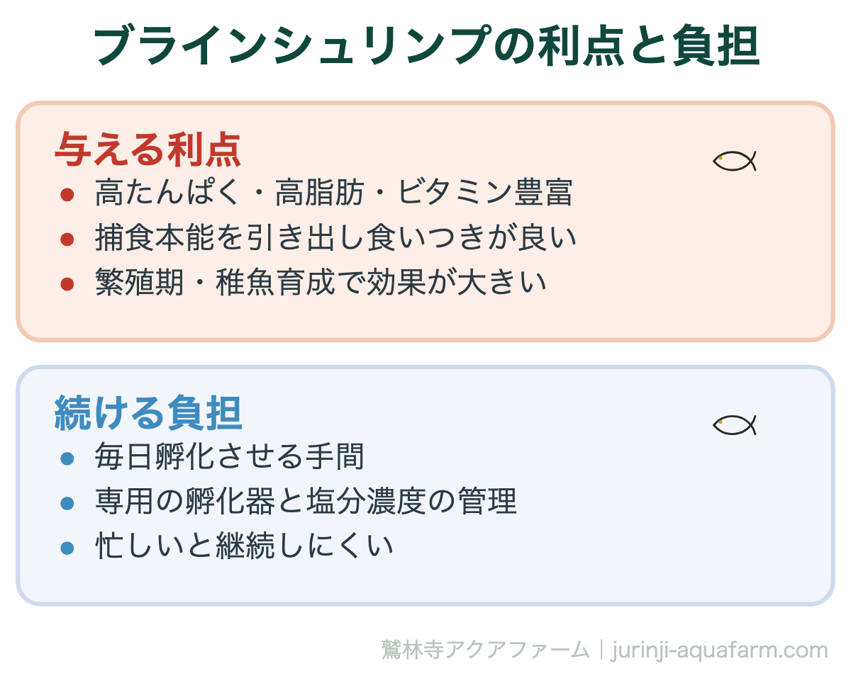 ブラインシュリンプの利点と負担。メダカのエサ選び完全ガイド