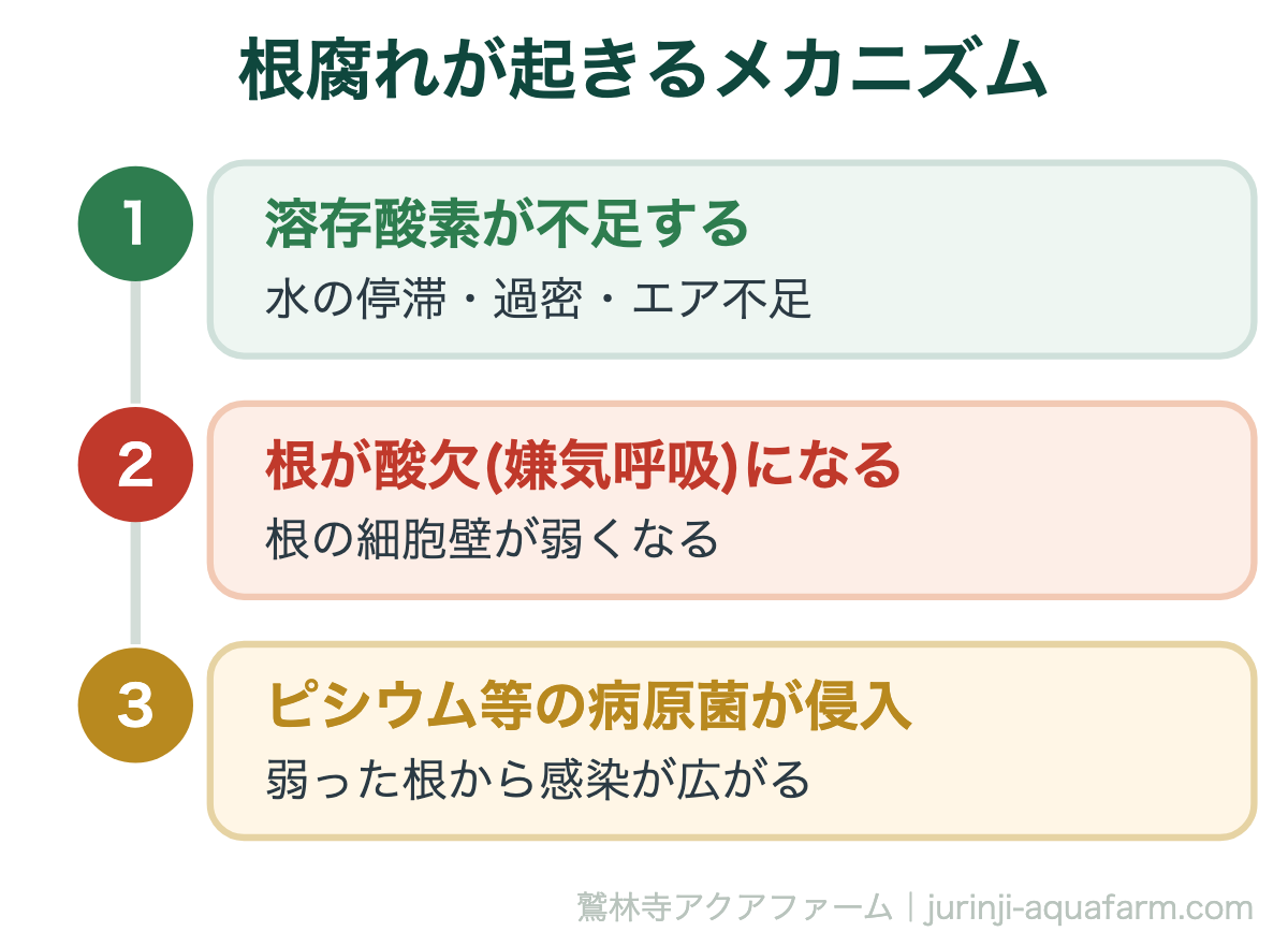 根腐れが起きるメカニズム。根腐れの原因は「酸素不足」だった