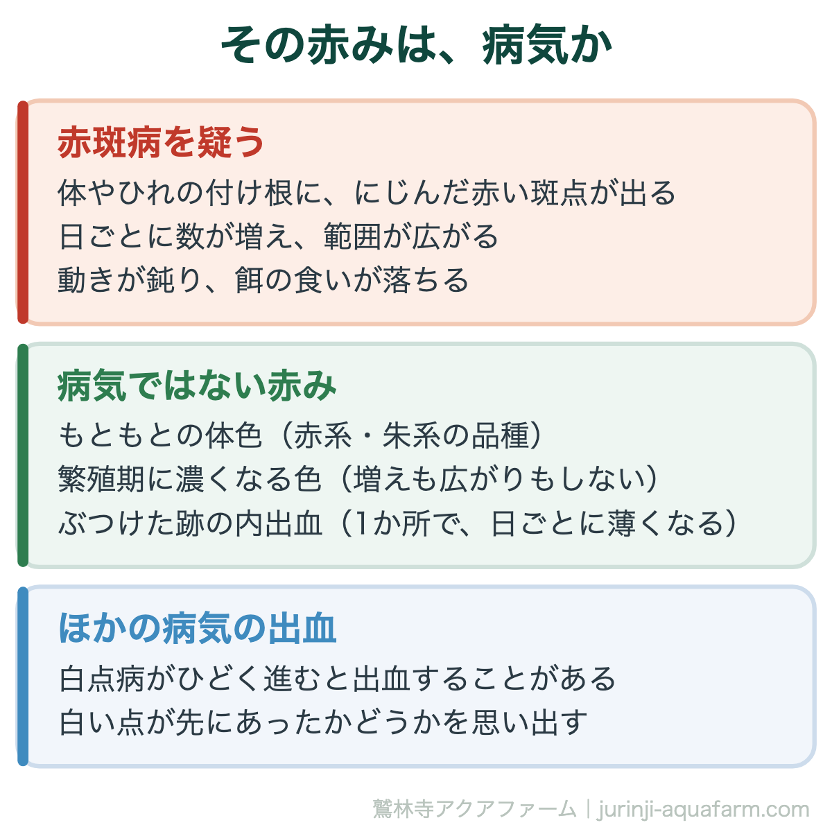 メダカの赤斑病はうつる｜その赤みは、病気か。見分けの軸は「増えるか」。増えず、1か所なら病気ではないことが多い