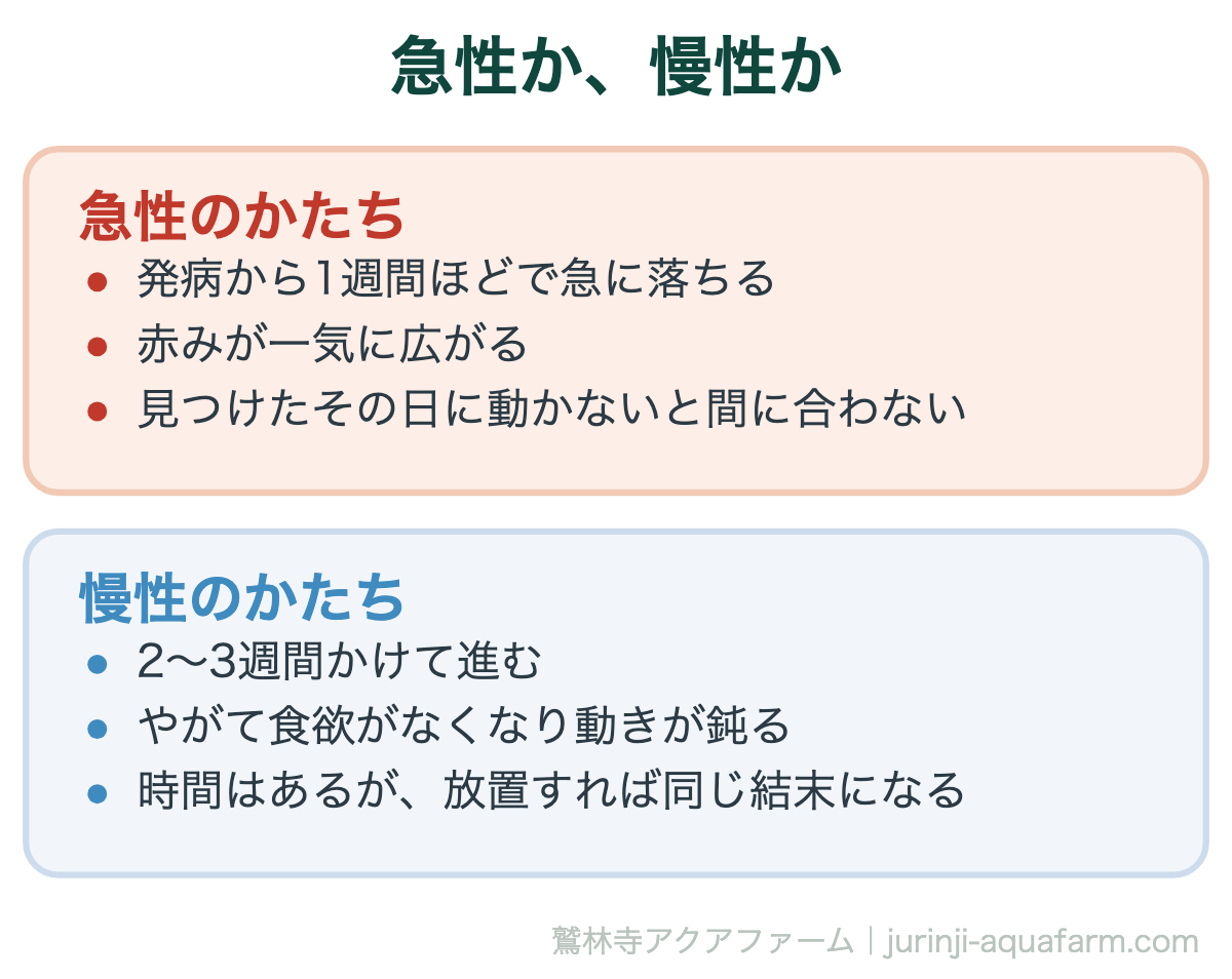 メダカの赤斑病はうつる｜急性か、慢性か。どちらの型かは後から分かる。だから最初から急性のつもりで動く