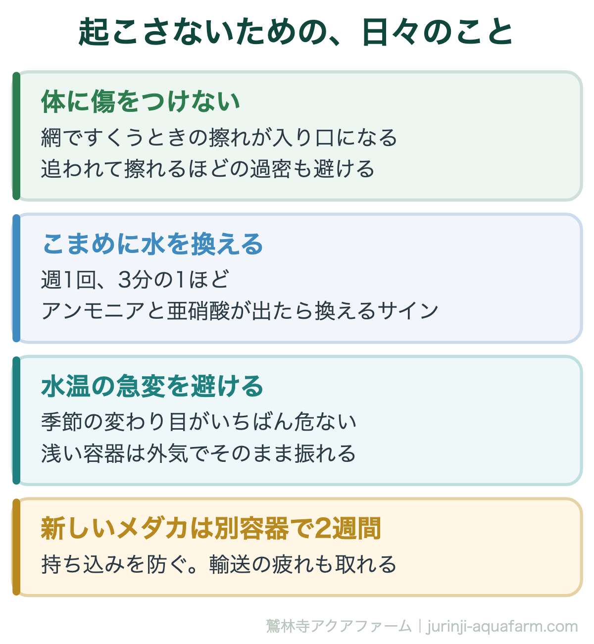 メダカの赤斑病はうつる｜起こさないための、日々のこと。赤斑病は環境が悪化したときに出る。菌をもらう病気ではない