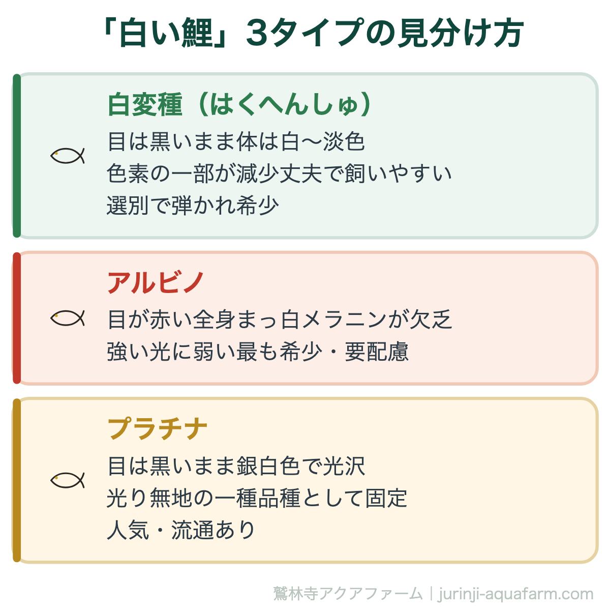 「白い鯉」3タイプの見分け方。見分けの決め手は「目の色」。目が赤ければアルビノ、黒ければ白変種かプラチナ。銀白色に強く輝くものがプラチナです