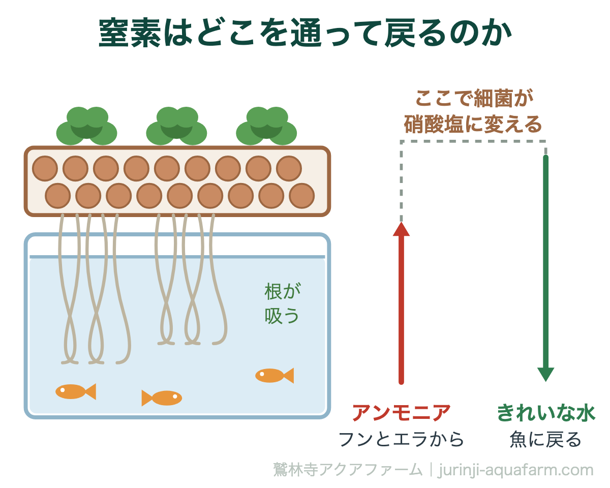 アクアポニックスの硝化サイクル｜窒素はどこを通って戻るのか。魚が出した窒素は、栽培槽の細菌に形を変えられ、野菜に吸われて水槽へ戻る。この一周が止まると水が壊れる