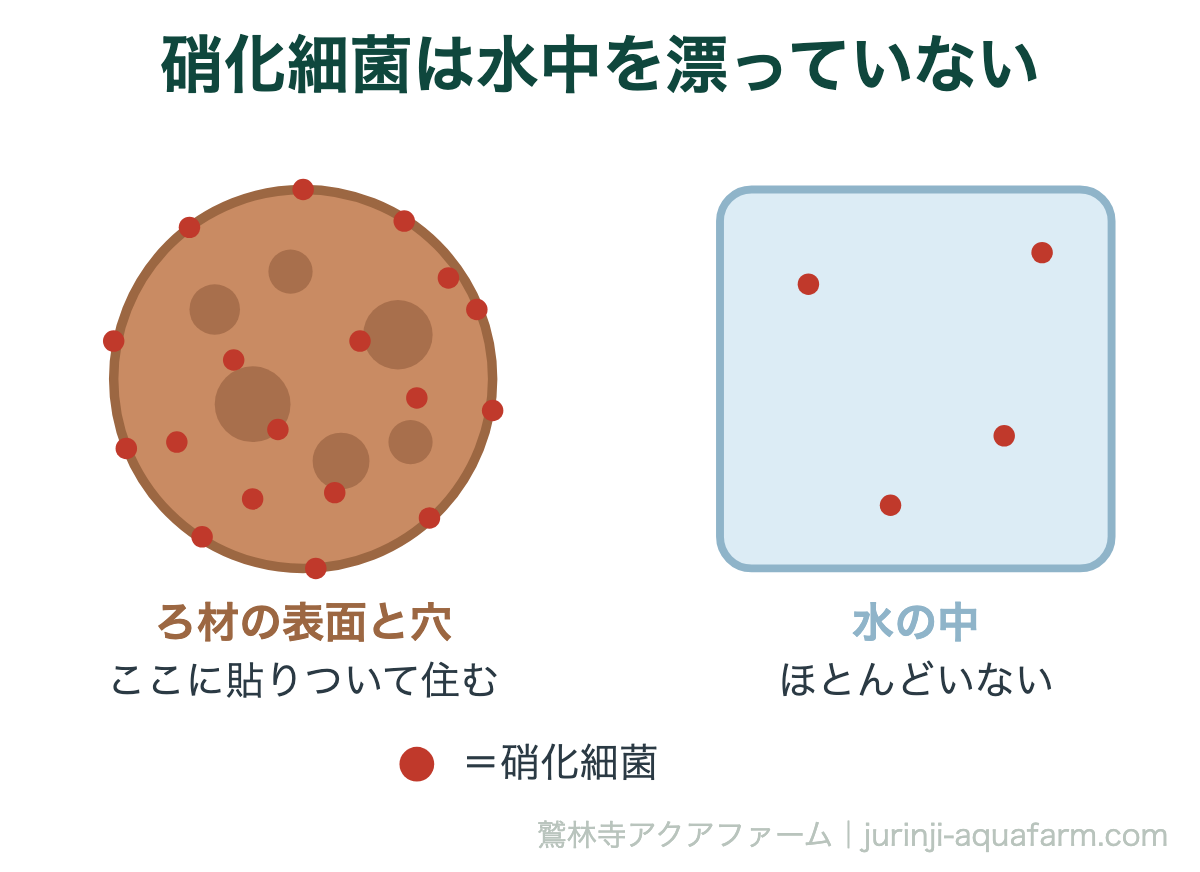 アクアポニックスの硝化サイクル｜硝化細菌は水中を漂っていない。ろ材を一度に全部洗うと、汚れではなく住民を流すことになる
