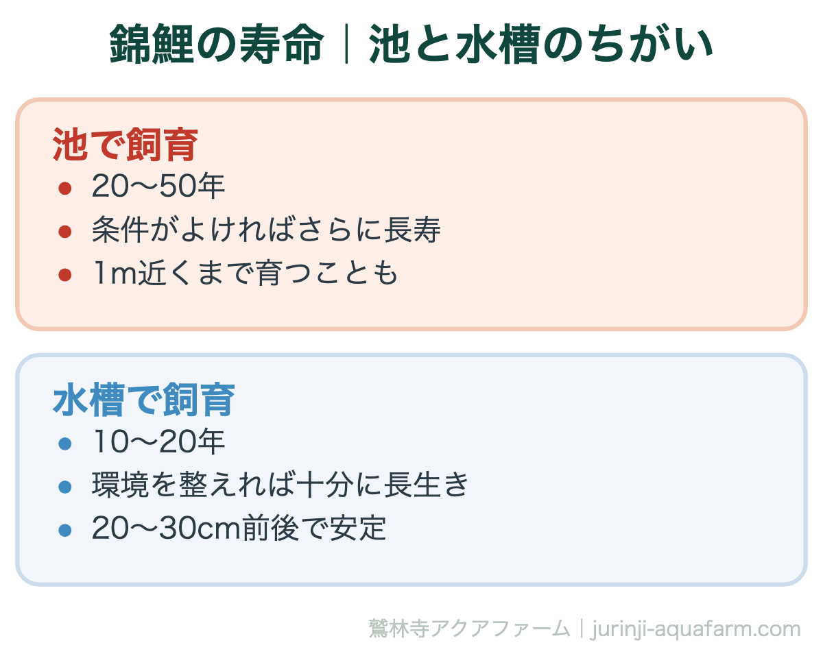 錦鯉の寿命｜池と水槽のちがい。水槽でも10年以上の付き合いになります。始めるということは、それだけの期間の管理を引き受けるということです