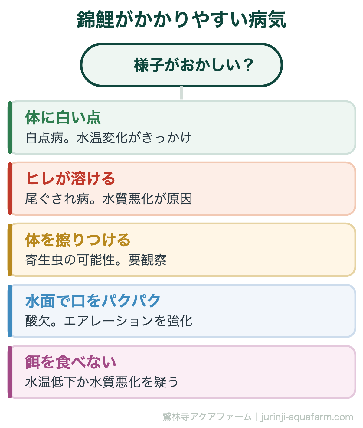 錦鯉がかかりやすい病気。錦鯉の不調はほぼ水質か水温に行き着きます。薬を使う前に、まず数値を測って原因を切り分けます