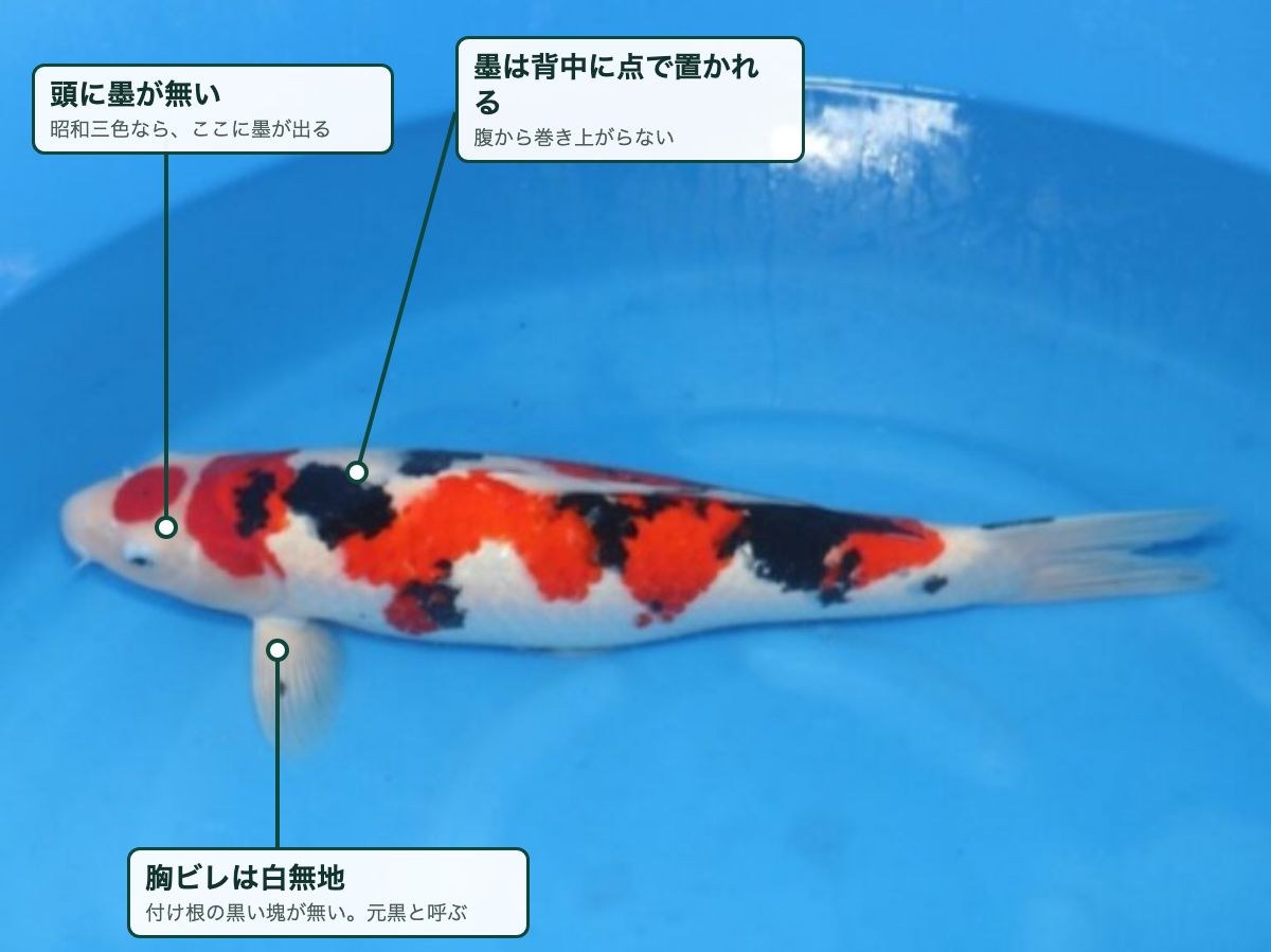 大正三色の一例。頭に墨が無く、胸ビレは白無地で、墨は背中側に点で置かれている。