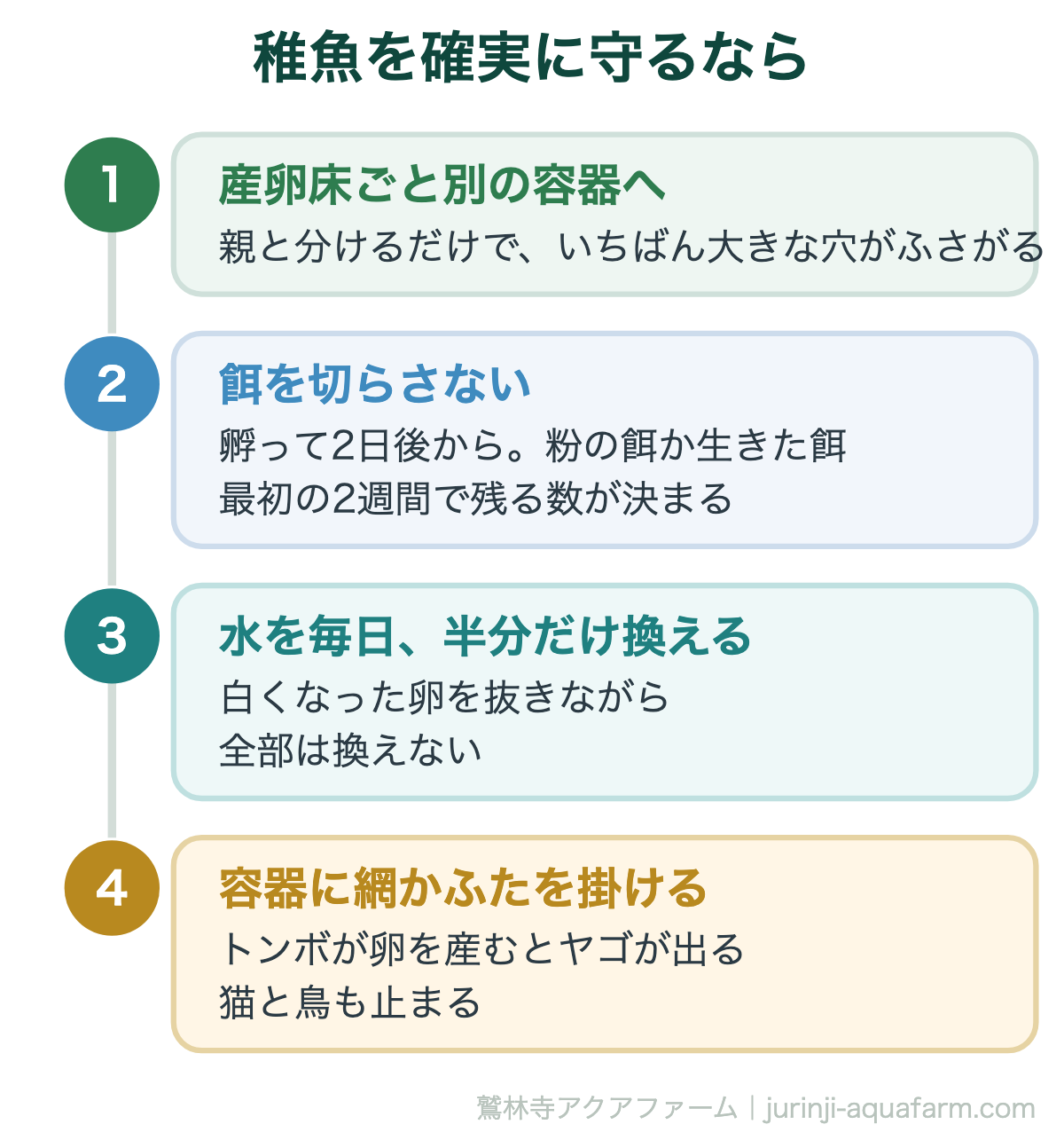 メダカの稚魚を守る4つ。産卵床ごと別容器へ・餌を切らさない・毎日半分だけ水換え・網かふた